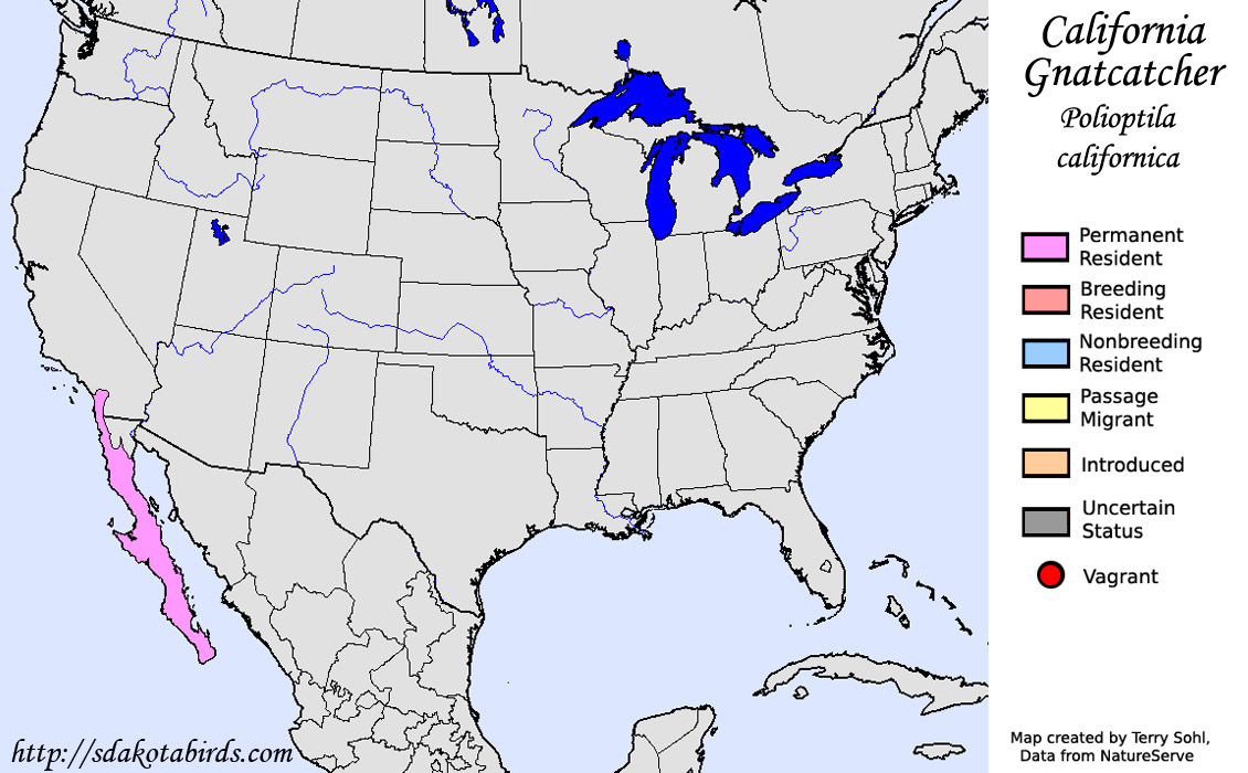 California Gnatcatcher - North American Range Map