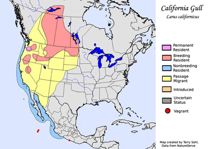 California Gull range map
