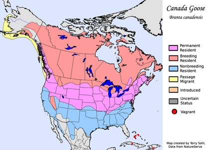 Canada Goose range map