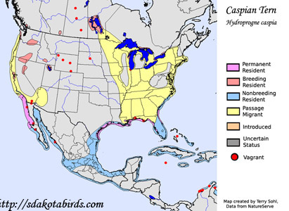 Caspian Tern range map