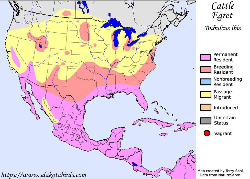 North American Range Map for the Cattle Egret - Bubulcus ibis - South Dakota Birds and Birding