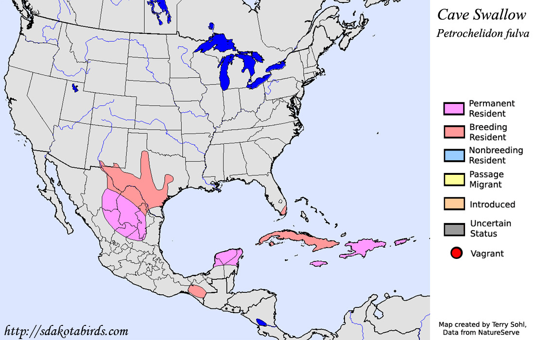 Cave Swallow - North American Range Map