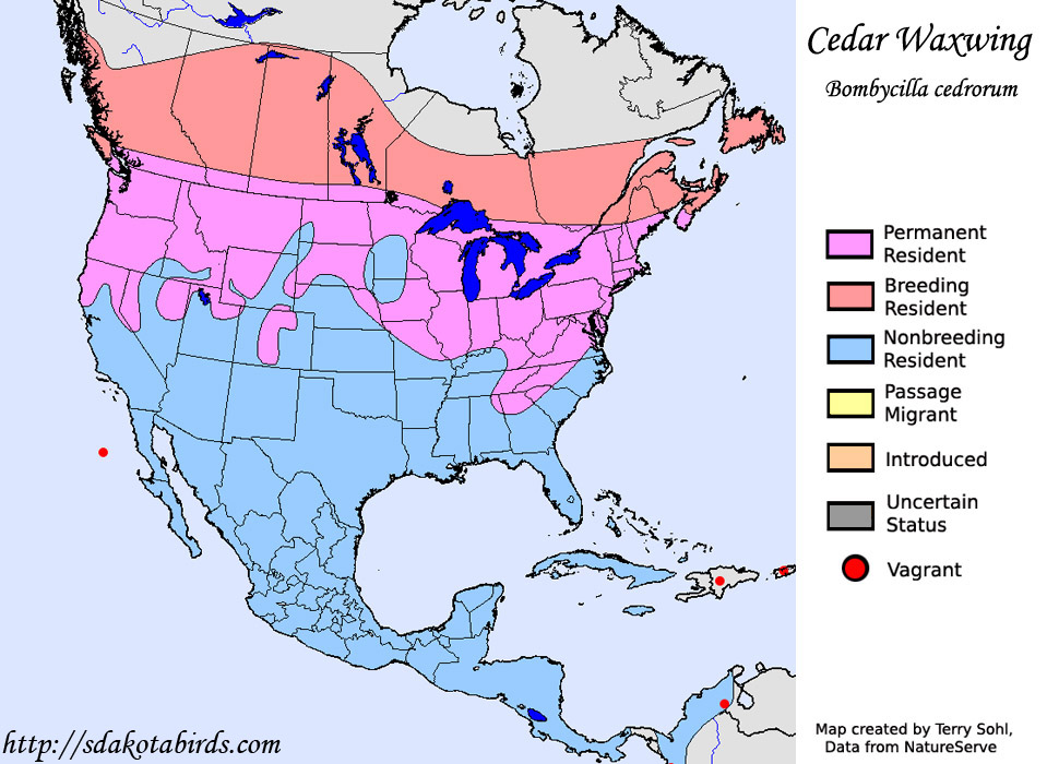 Cedar Waxwing- Range Map