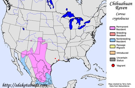 Chihuahuan Raven range map