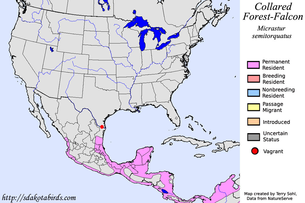 Collared Forest Falcon - North Aemrican Range Map