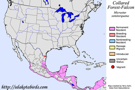 Collared Forest-falcon range map