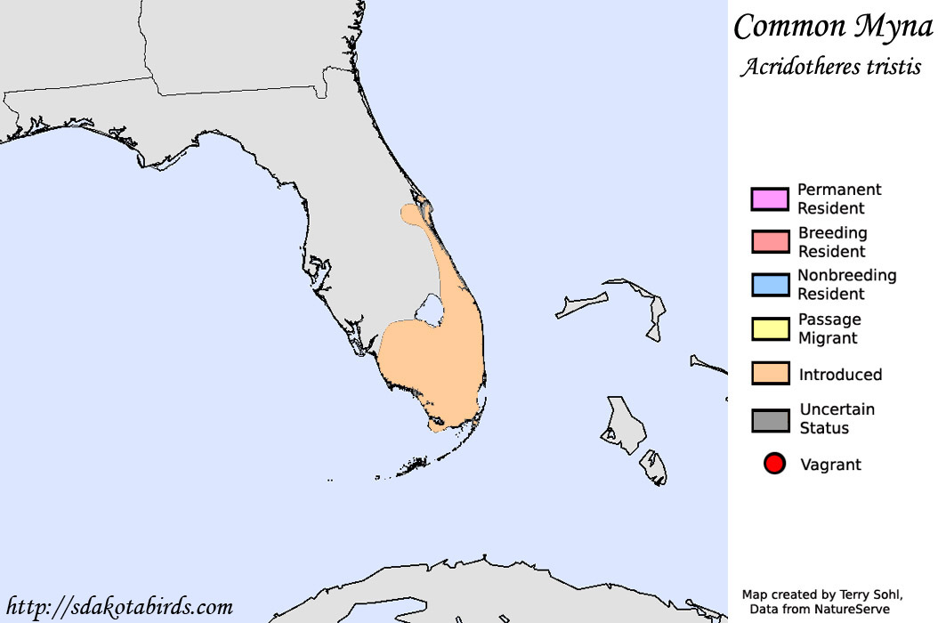 Common Myna - North American Range Map