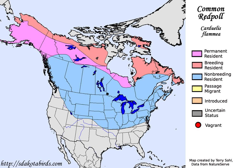 Common Redpoll - Species Range Map