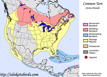 Common Tern range map
