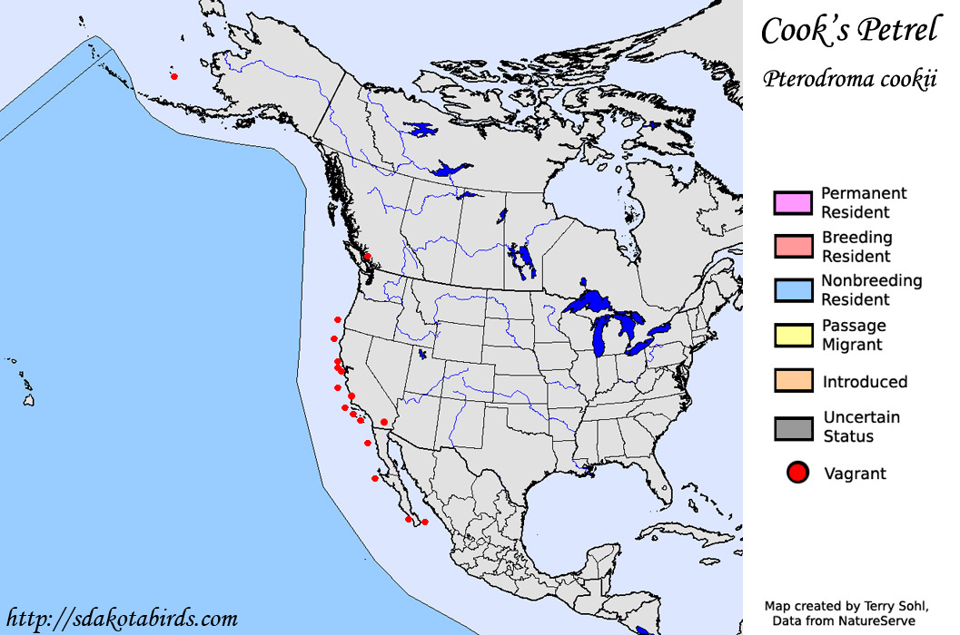 Cook's Petrel - North American Range Map