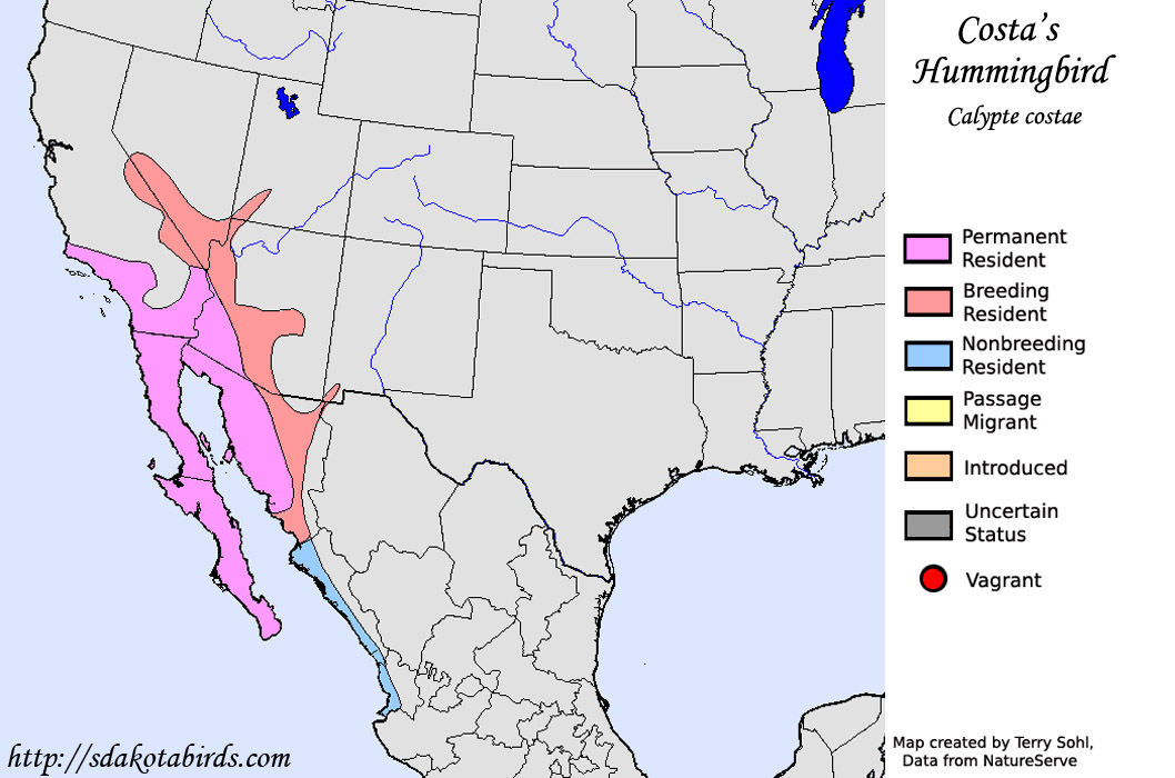 Costa's Hummingbird - Calypte costae - Range Map