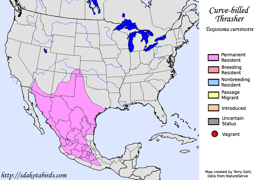 Curve-billed Thrasher - Range Map