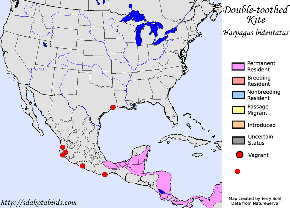 Double-toothed Kite - Range Map
