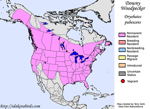 Downy Woodpecker - Range Map