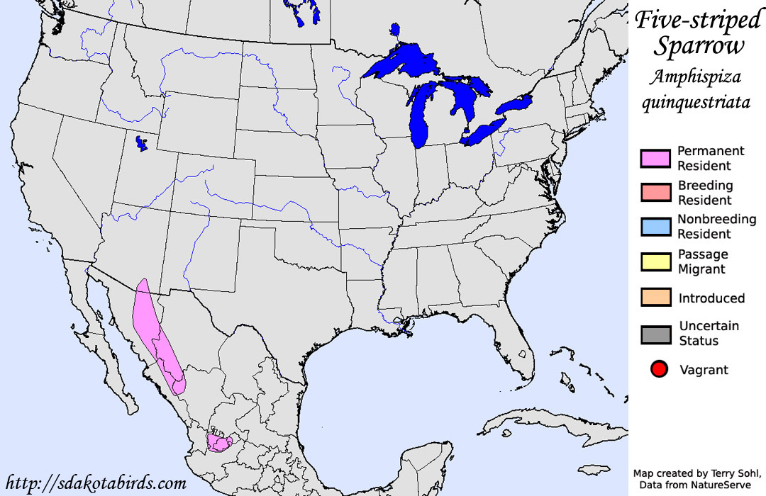 Five-striped Sparrow - North American Range Map