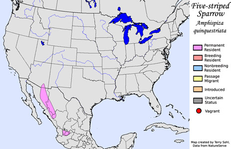 Five-striped Sparrow - Range Map