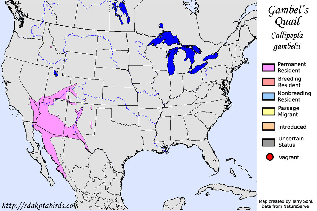 Gambel's Quail - North American Range Map