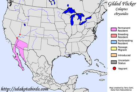 Gilded Flicker range map