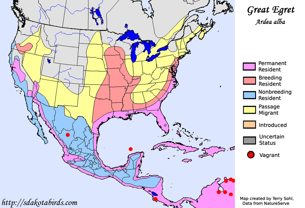 Great Egret - Range Map