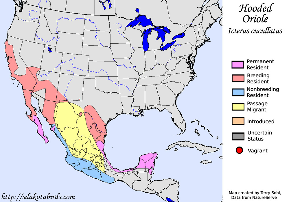 Hooded Oriole - North American Range Map