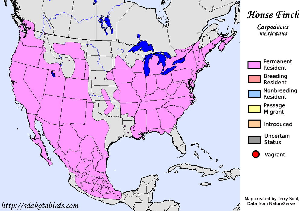 House Finch - Species Range Map