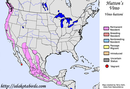 Hutton's Vireo range map