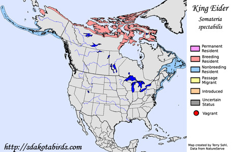 King Eider - Range Map