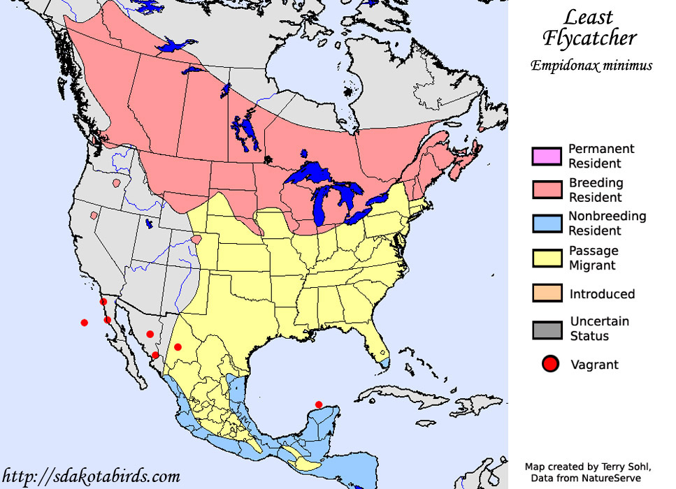 Least Flycatcher - Range Map