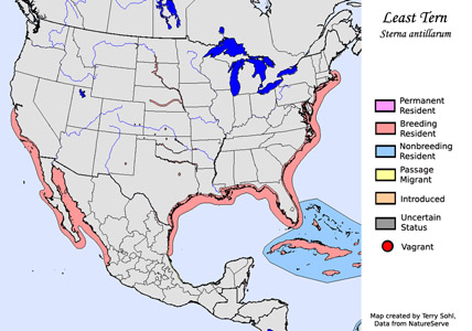 Least Tern - Range Map