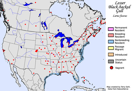 Lesser Black-backed Gull - Range Map