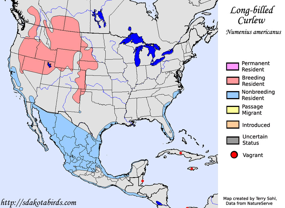 Long-billed Curlew - Range Map