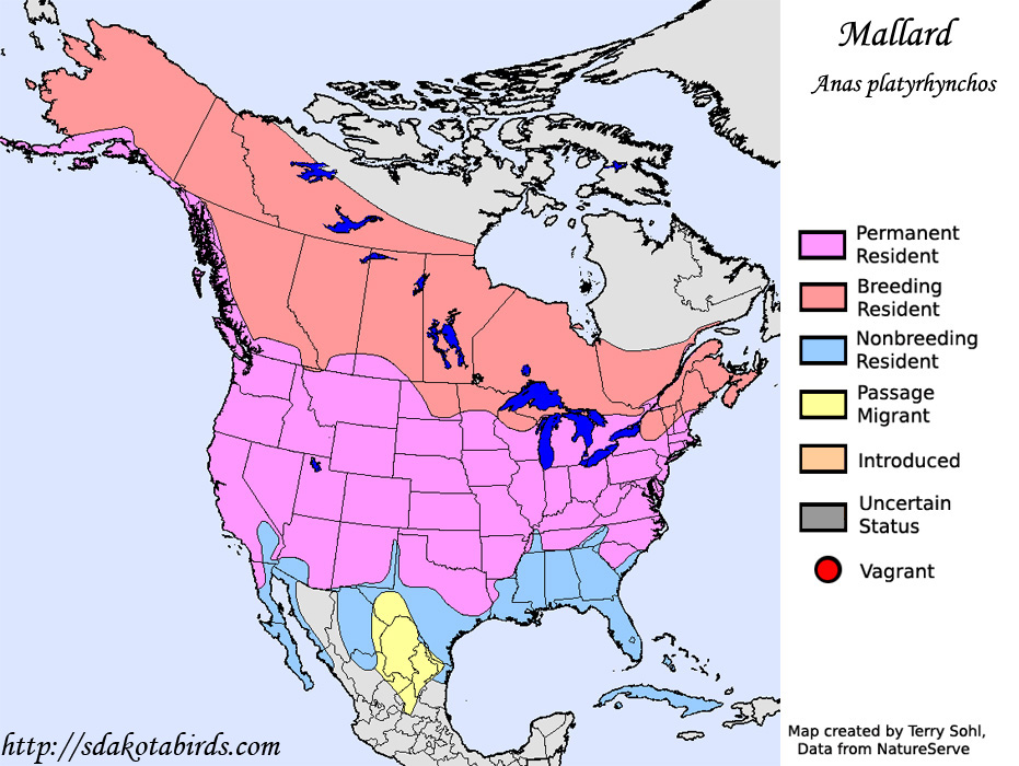 Range Map - Mallard