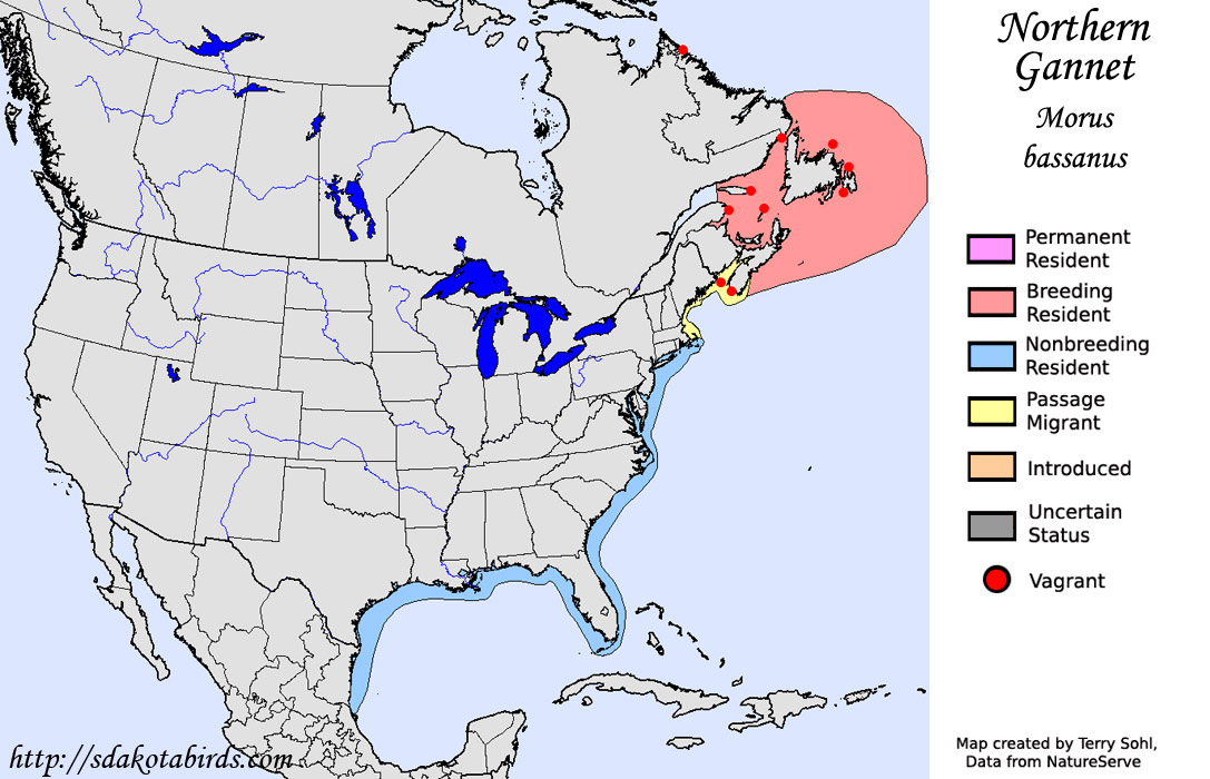 Northern Gannet - North American Range Map