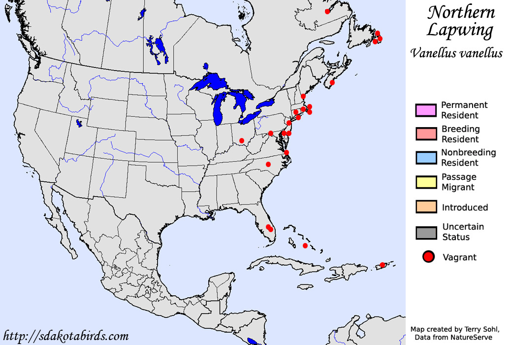 Northern Lapwing - North American Range Map