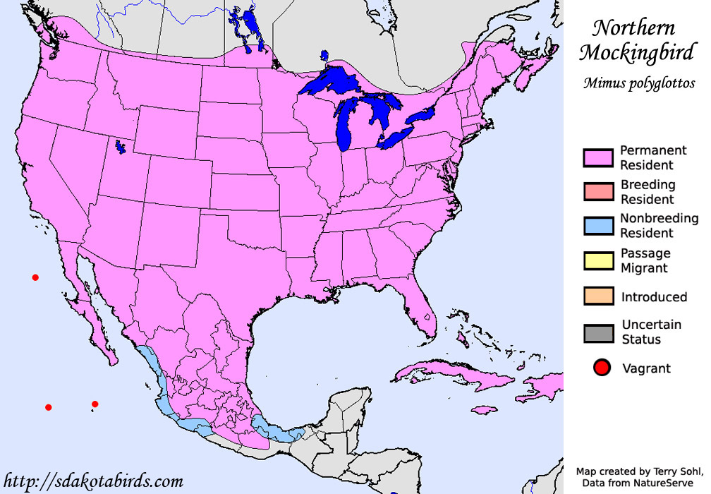Northern Mockingbird - Range Map
