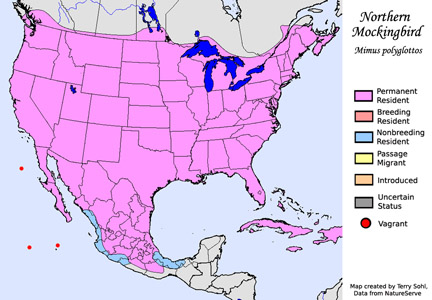Northern Mockingbird - Range Map