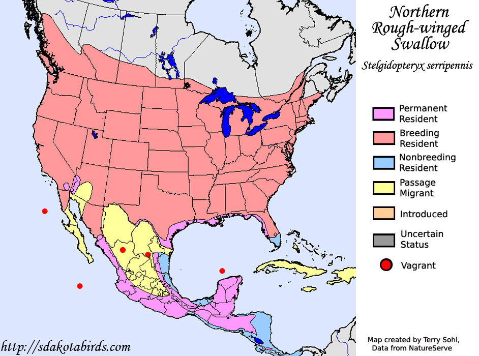Northern Rough-winged Swallow - Range Map