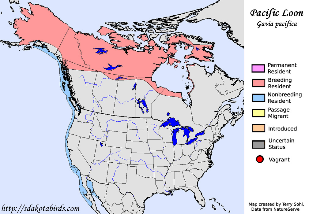 Pacific Loon - Range map