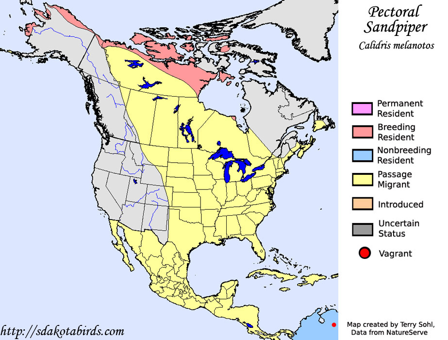 Pectoral Sandpiper - Range Map