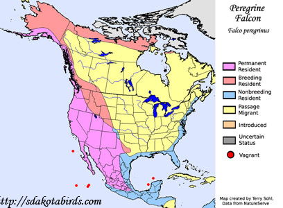 Peregrine Falcon - Range Map