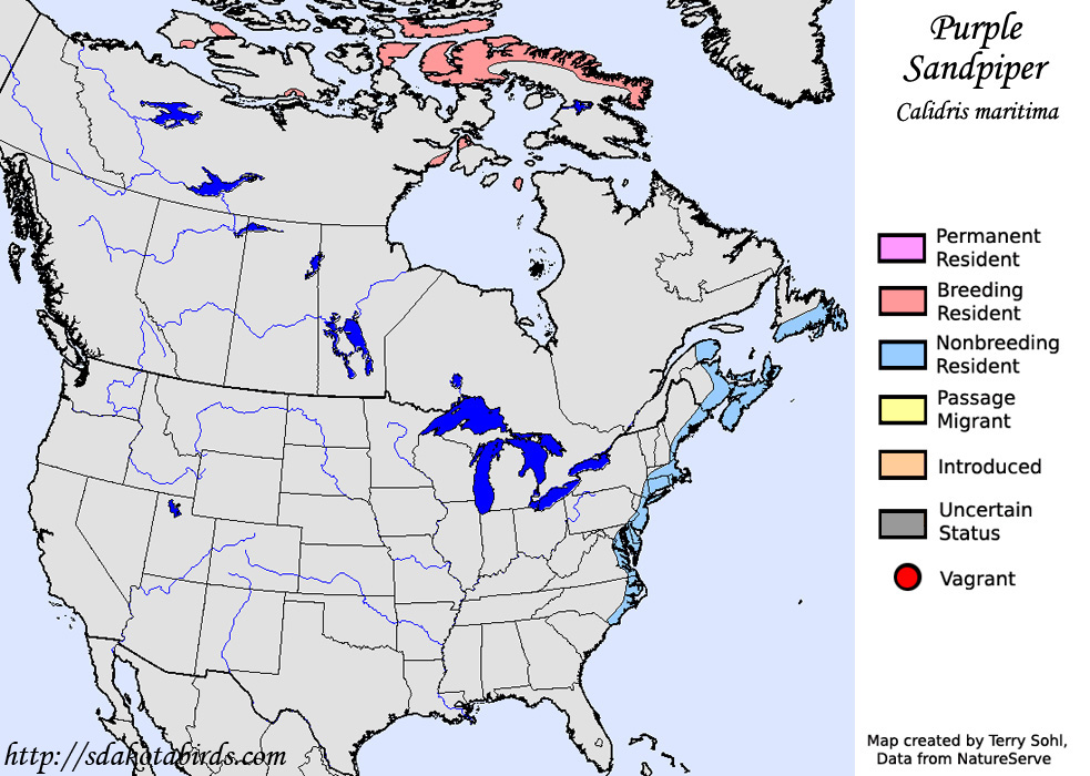 Purple Sandpiper - Range map
