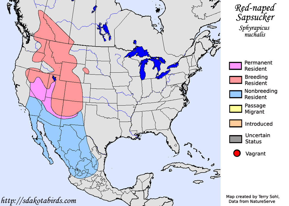 Red-naped Sapsucker - Sphyrapicus nuchalis - Range map