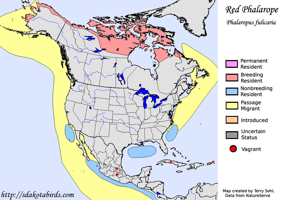 Red Phalarope - Range Map