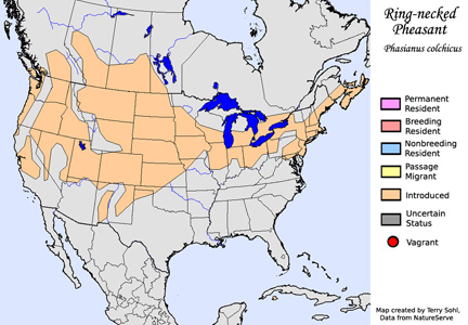Ring-necked Pheasant - Range Map