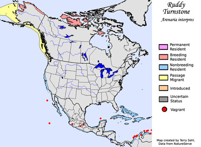 Ruddy Turnstone - Range Map