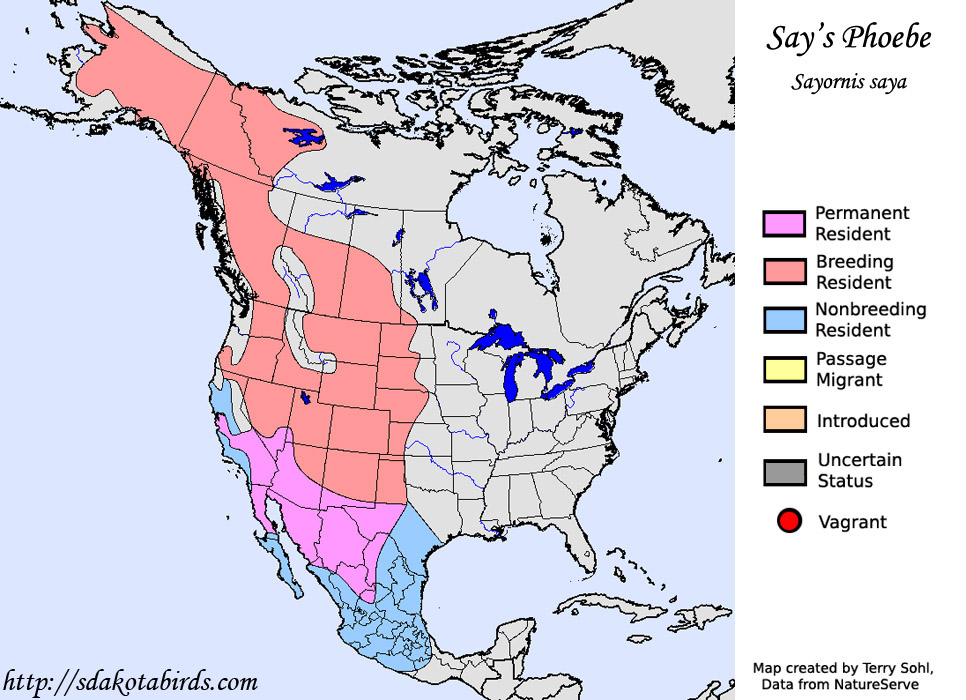 Say's Phoebe - Sayornis saya - Range Map