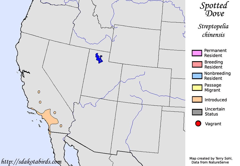 Spotted Dove - North American Range Map