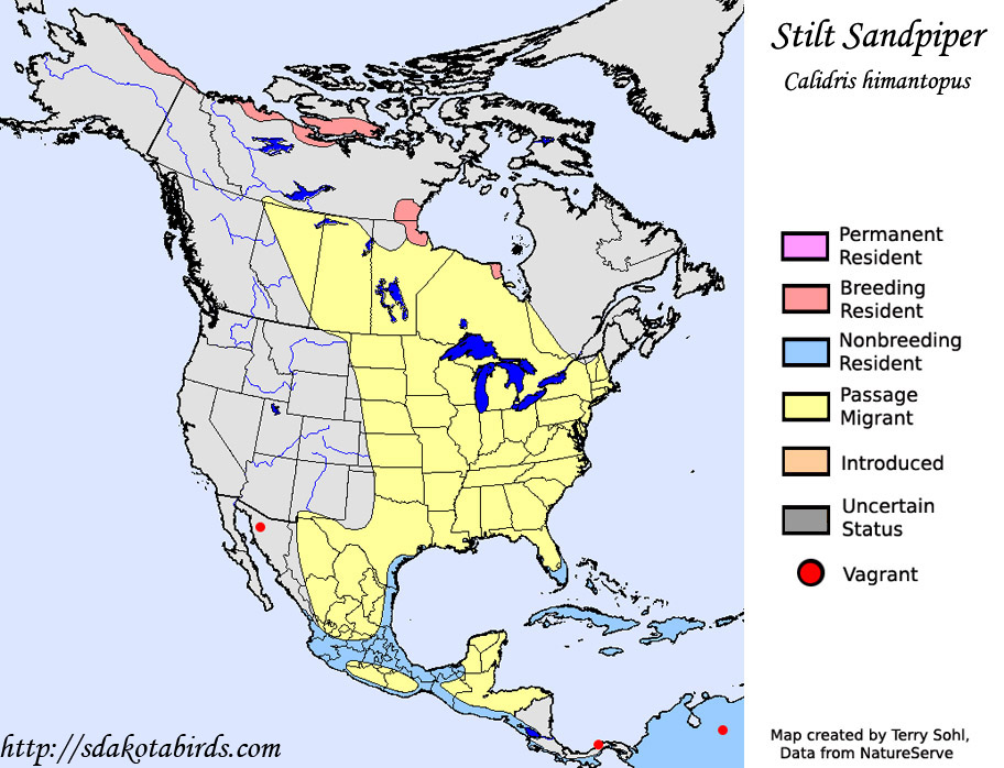 Stilt Sandpiper - Range Map
