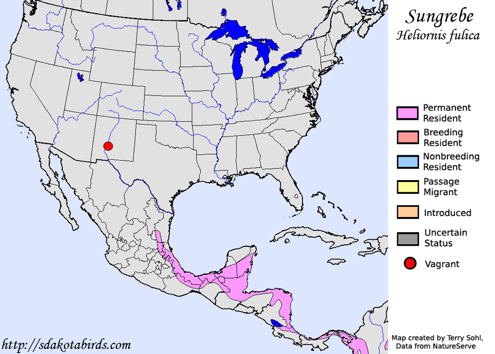 Sungrebe - Range Map