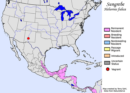 Sungrebe - Range Map